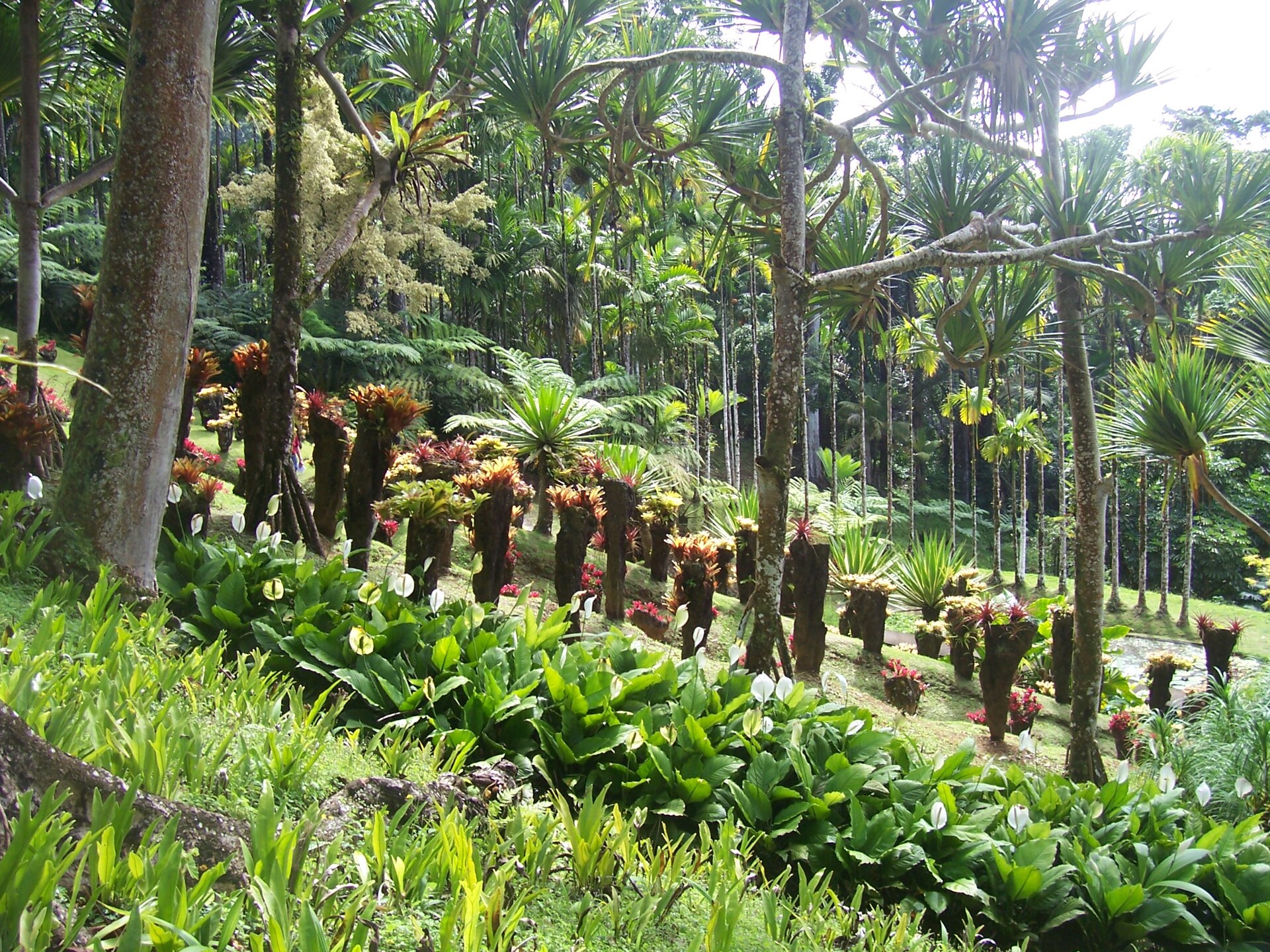 Le Jardin de Balata, écrin tropical